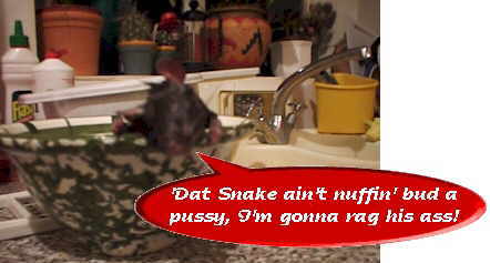 sn3a.jpg (73352 bytes)