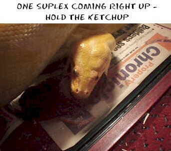 sn5a.jpg (87783 bytes)