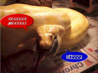 sn6a.jpg (60982 bytes)