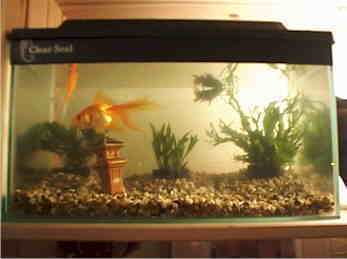 Catfish1.jpg (74431 bytes)