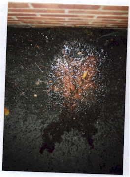 wallvom.jpg (13310 bytes)